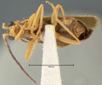 Media type: image;   Entomology 3400 Aspect: habitus ventral view